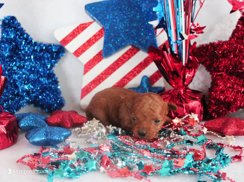 Penny – Poodle - Toy  puppy for sale in Ocala, FL