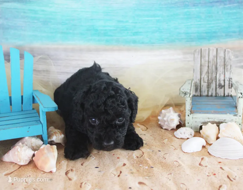 Nicky – Poodle - Toy  puppy for sale in Ocala, FL