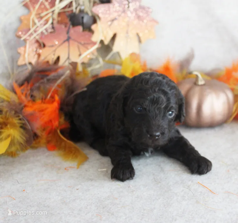 Bear – Poodle - Toy  puppy for sale in Ocala, FL