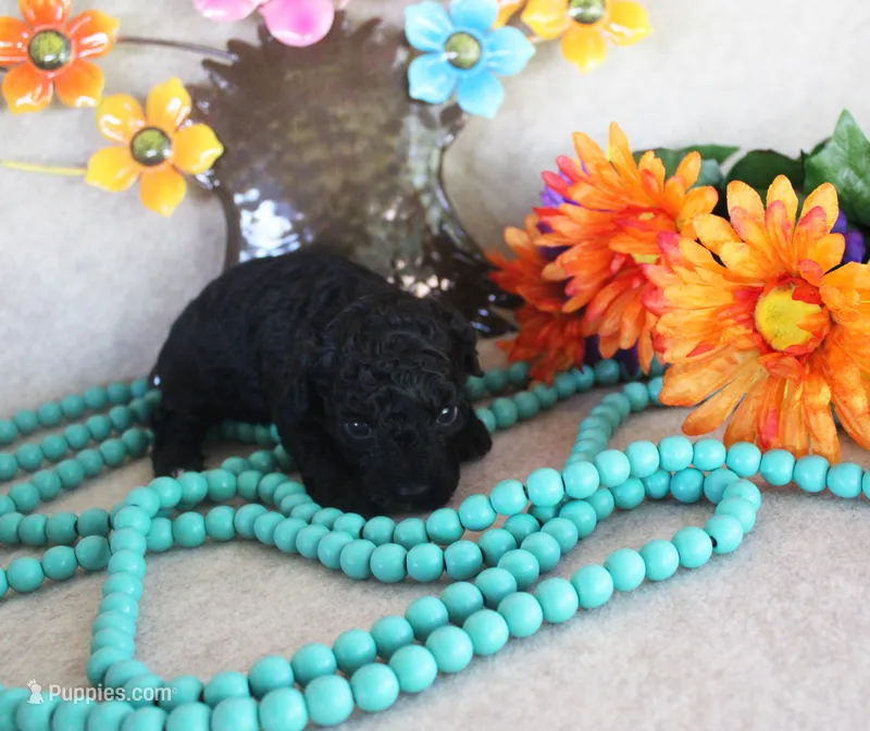 Loni – Poodle - Toy  puppy for sale in Ocala, FL