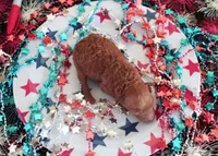 Rusty, a male Poodle - Toy  for sale in Ocala, FL – 1 of 1