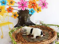 Dottie, a female Poodle - Toy  for sale in Ocala, FL – 2 of 2
