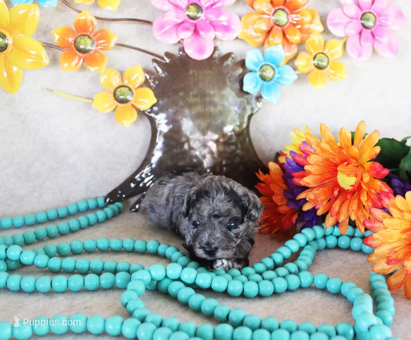 tank – Poodle - Toy  puppy for sale in Ocala, FL
