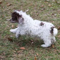 Winona, a female Poodle - Toy  for sale in Ocala, FL – Photo 1 of 2