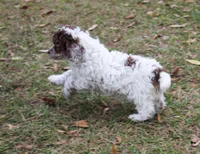 Winona, a female Poodle - Toy  for sale in Ocala, FL – Photo 1 of 3