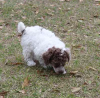 Winona, a female Poodle - Toy  for sale in Ocala, FL – Photo 3 of 3