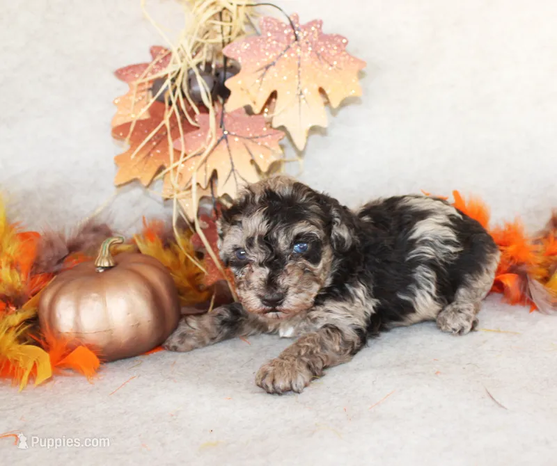 Calvin – Poodle - Toy  puppy for sale in Ocala, FL