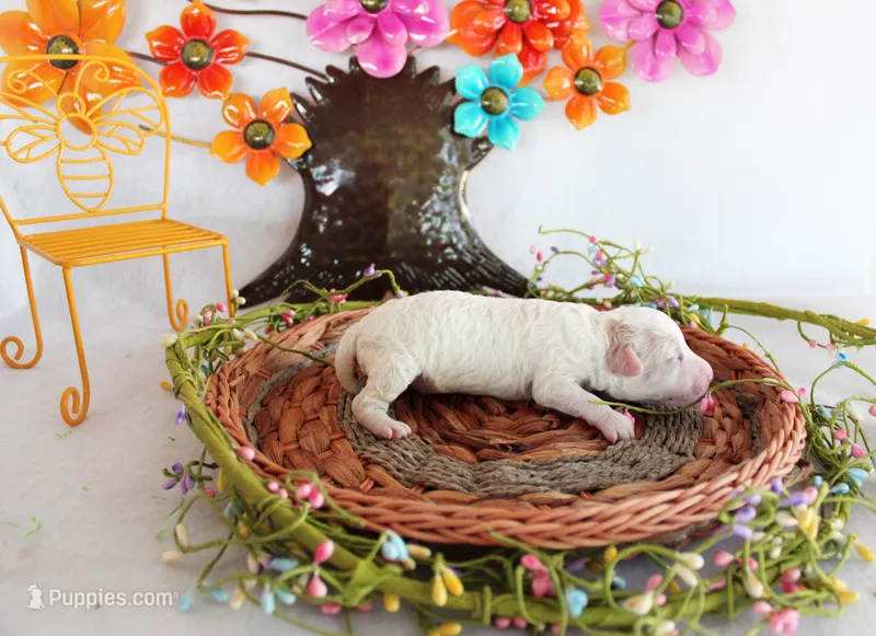 Rex – Poodle - Toy  puppy for sale in Ocala, FL