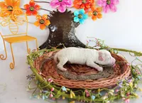 Rex, a male Poodle - Toy  for sale in Ocala, FL – 1 of 1