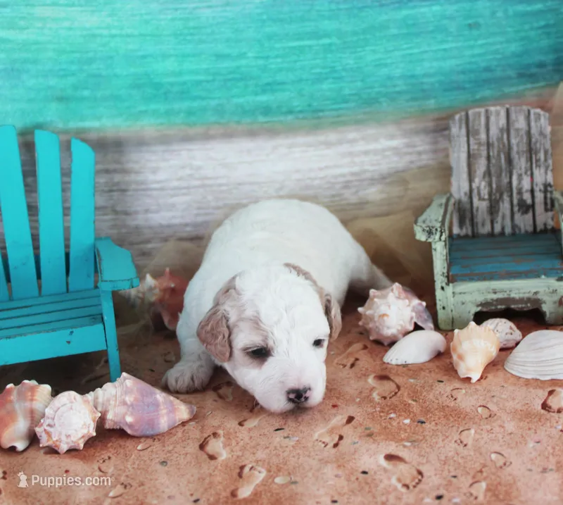 Rex – Poodle - Toy  puppy for sale in Ocala, FL