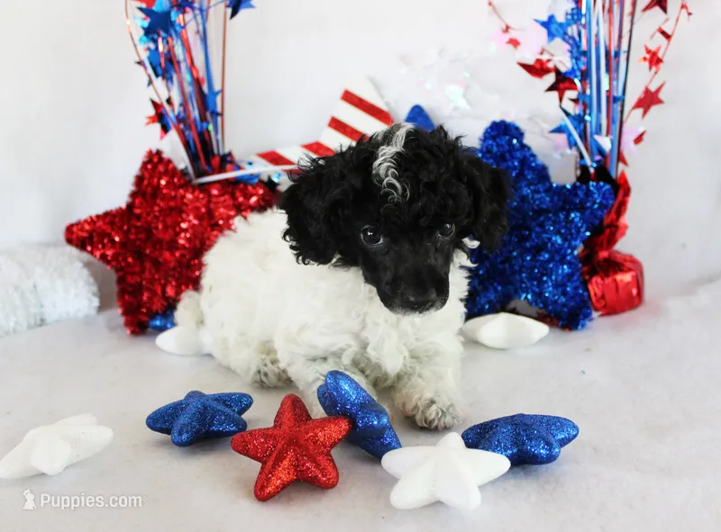 Selina – Poodle - Toy  puppy for sale in Ocala, FL