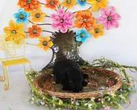 Timmy, a male Poodle - Toy  for sale in Ocala, FL – 2 of 2