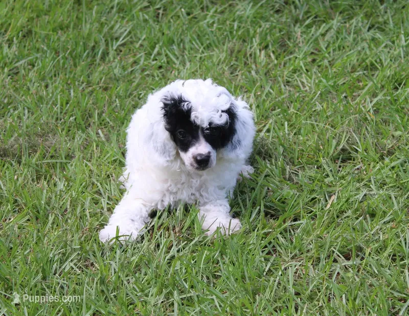Oliver – Poodle - Toy  puppy for sale in Ocala, FL
