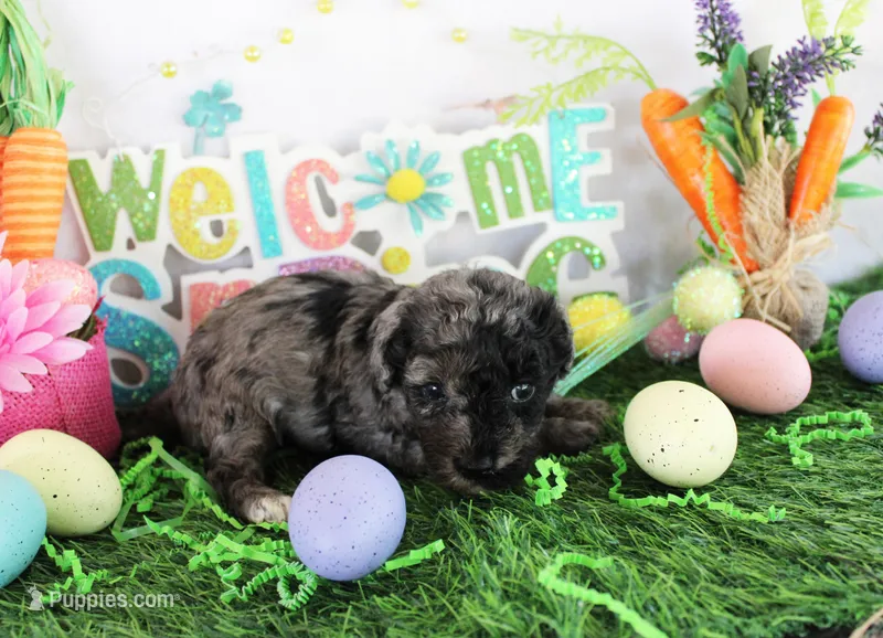 Joey – Poodle - Toy  puppy for sale in Ocala, FL