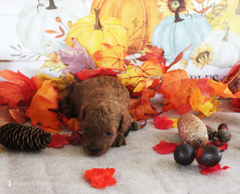 Wrangler – Poodle - Toy  puppy for sale in Ocala, FL