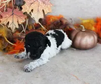 Tank, a male Poodle - Toy  for sale in Ocala, FL – 1 of 2