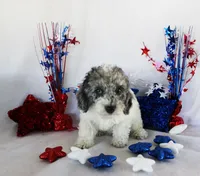 Harvey, a male Poodle - Toy  for sale in Ocala, FL – 2 of 4