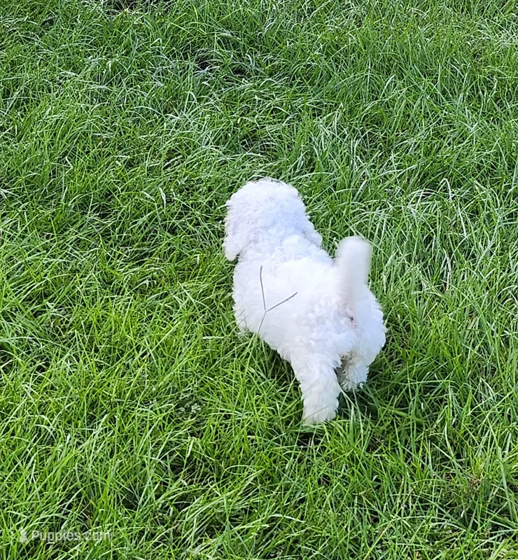 Freda – Poodle - Toy  puppy for sale in Ocala, FL