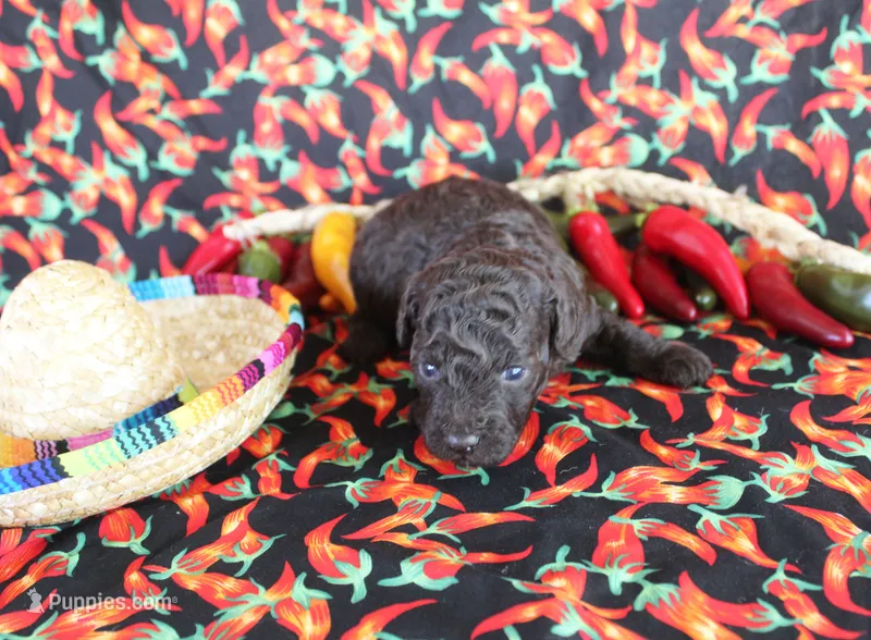 Hershey – Poodle - Toy  puppy for sale in Ocala, FL