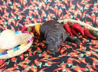 Hershey, a male Poodle - Toy  for sale in Ocala, FL – 1 of 2