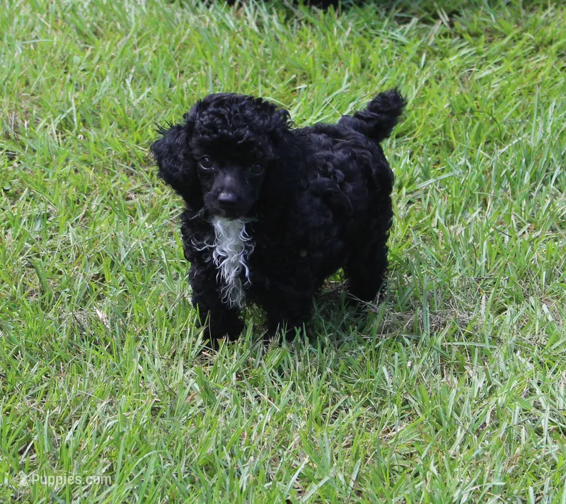 Lola – Poodle - Toy  puppy for sale in Ocala, FL