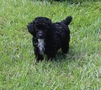Lola, a female Poodle - Toy  for sale in Ocala, FL – 1 of 2