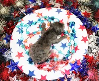 Simon, a male Poodle - Toy  for sale in Ocala, FL – 2 of 2