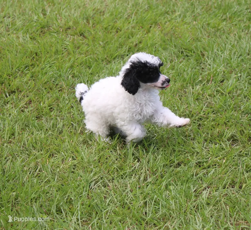 Sidney – Poodle - Toy  puppy for sale in Ocala, FL