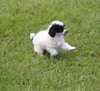 Sidney, a male Poodle - Toy  for sale in Ocala, FL – 1 of 1