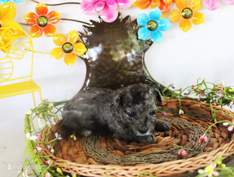 Simon – Poodle - Toy  puppy for sale in Ocala, FL