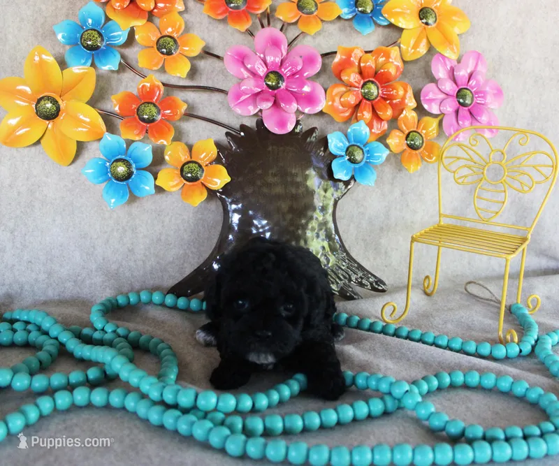 Sheila – Poodle - Toy  puppy for sale in Ocala, FL