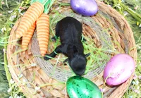 Sammy, a male Poodle - Toy  for sale in Ocala, FL – Photo 2 of 2
