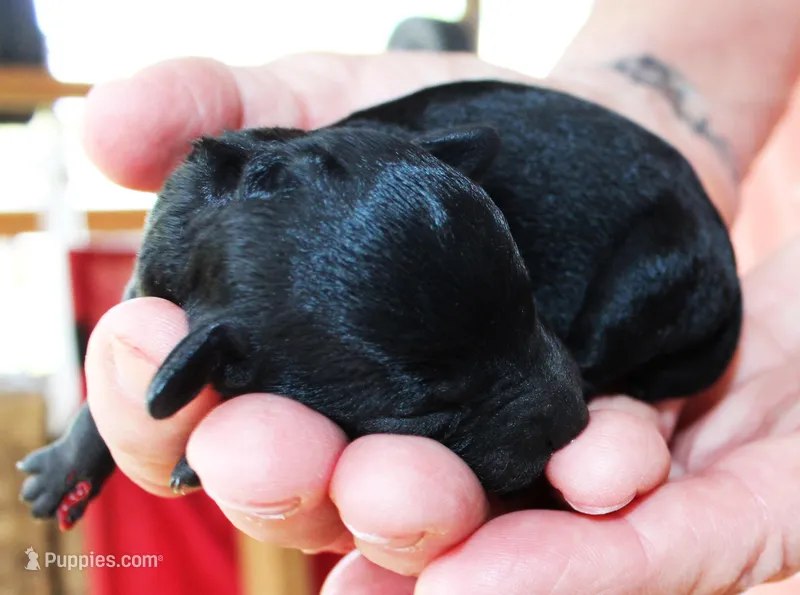 Sammy – Poodle - Toy  puppy for sale in Ocala, FL