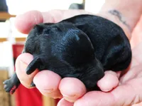 Sammy, a male Poodle - Toy  for sale in Ocala, FL – Photo 1 of 2