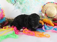 Sheila, a female Poodle - Toy  for sale in Ocala, FL – Photo 1 of 2