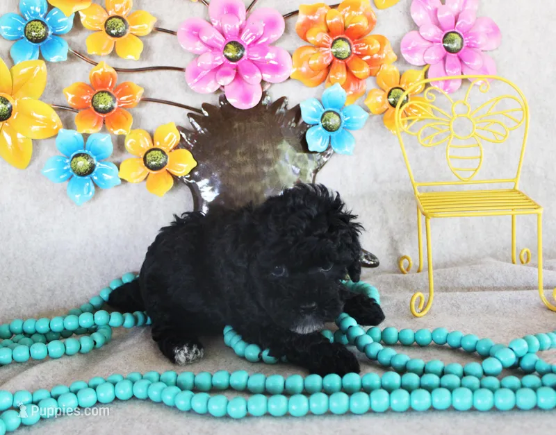 Sheila – Poodle - Toy  puppy for sale in Ocala, FL