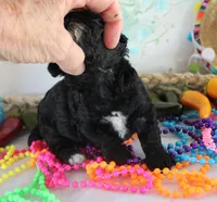 Sheila, a female Poodle - Toy  for sale in Ocala, FL – Photo 2 of 2