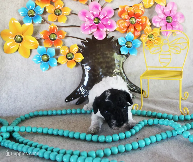 Selina – Poodle - Toy  puppy for sale in Ocala, FL