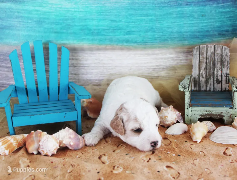 Rex – Poodle - Toy  puppy for sale in Ocala, FL