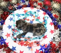 fancy, a female Poodle - Toy  for sale in Ocala, FL – 2 of 2