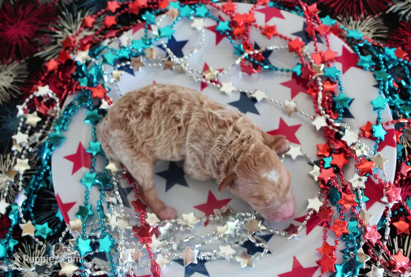 Timmy – Poodle - Toy  puppy for sale in Ocala, FL