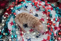 Timmy, a male Poodle - Toy  for sale in Ocala, FL – 1 of 1