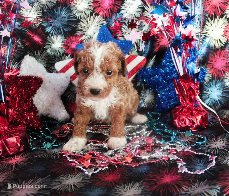 Flash – Poodle - Toy  puppy for sale in Ocala, FL