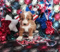 Flash, a male Poodle - Toy  for sale in Ocala, FL – 1 of 2