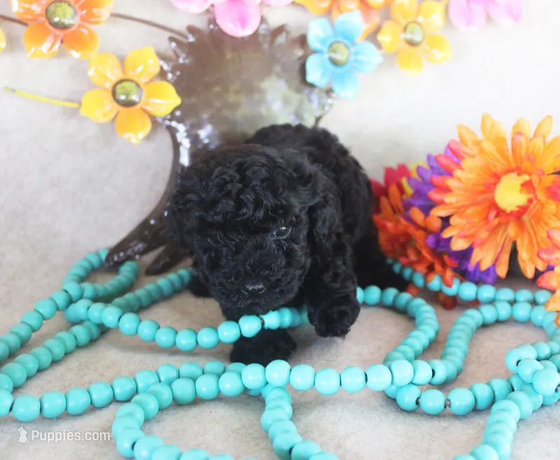 Ember – Poodle - Toy  puppy for sale in Ocala, FL