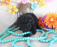 Ember, a female Poodle - Toy  for sale in Ocala, FL – 1 of 2