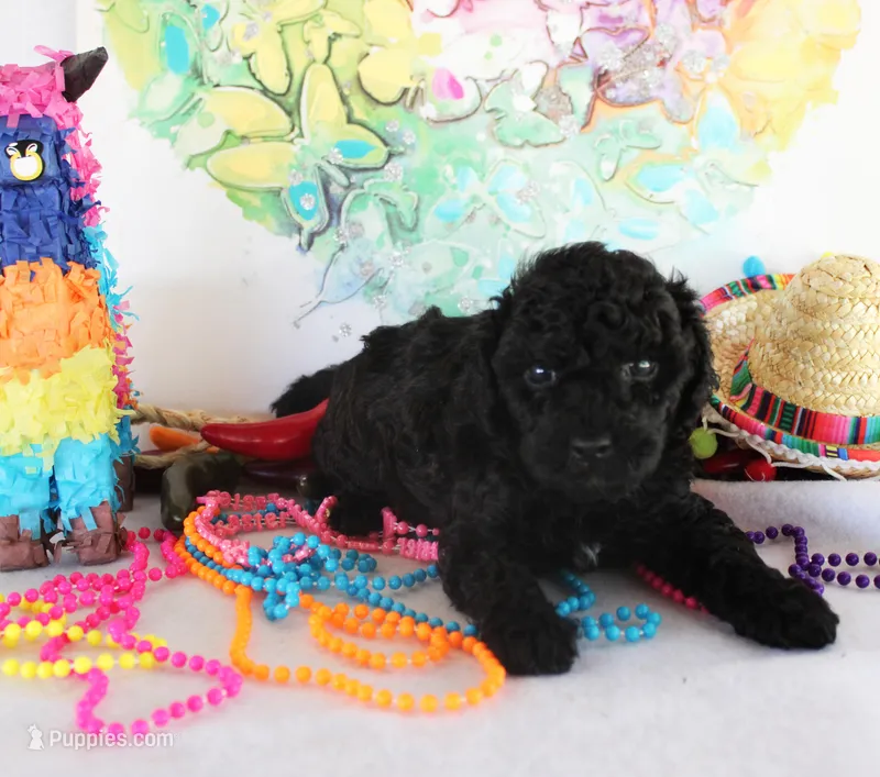 Shadow – Poodle - Toy  puppy for sale in Ocala, FL