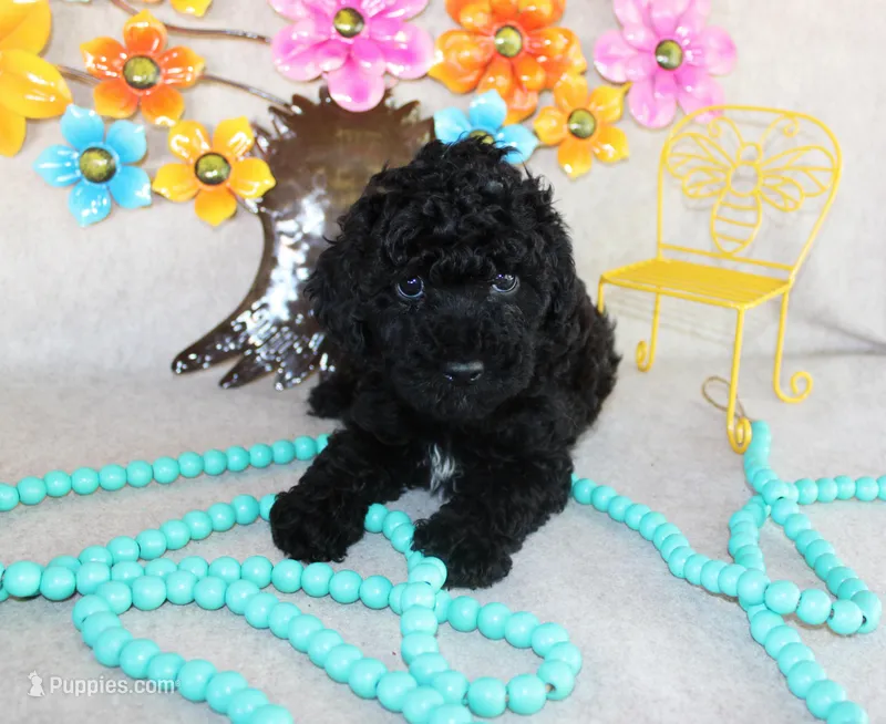 Shadow – Poodle - Toy  puppy for sale in Ocala, FL