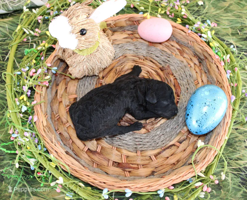 Shadow, a male Poodle - Toy  for sale in Ocala, FL – Photo 1 of 1