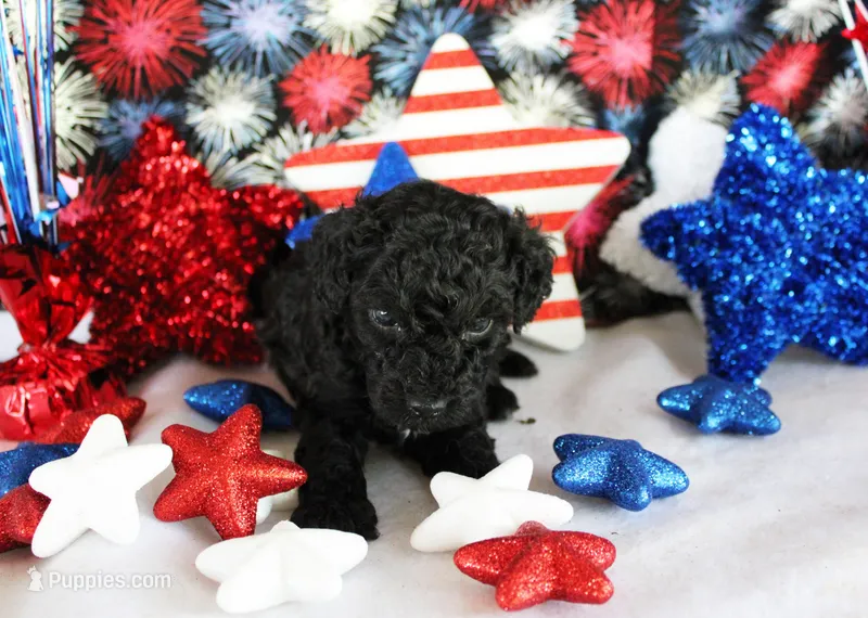 Shadow – Poodle - Toy  puppy for sale in Ocala, FL